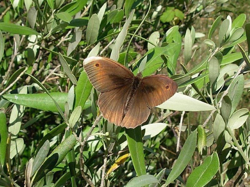 farfalle e uliveti